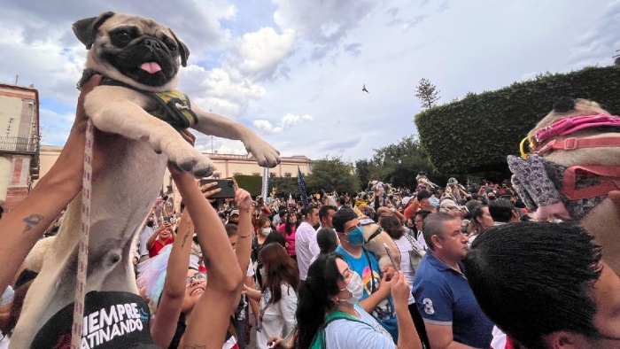 ¡Ojo aquí! Organizan en Toluca una caminata del terror para perros pugs