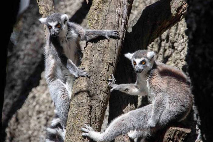 Leones, lémures y puercoespines, los nuevos integrantes del Zoológico de Tlaxcala