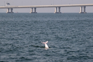 Delfines rosados regresan a ríos de Hong Kong
