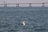 Delfines rosados regresan a ríos de Hong Kong