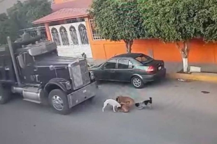 Conductor de camión atropella a grupo de perros en Querétaro