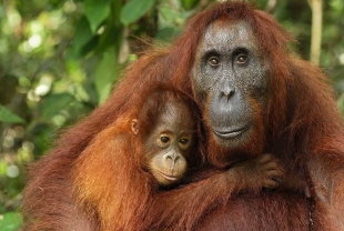 Los orangutanes pueden adaptar su voz según el entorno social
