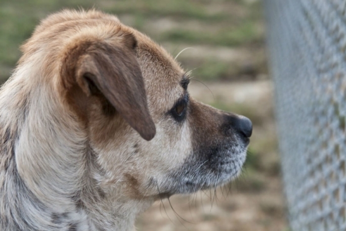 Se agrava abandono de mascotas en CDMX por contingencia