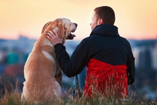 Científicos crean fórmula definitiva para calcular la edad de los perros en años humanos