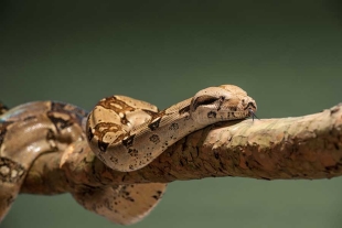 ¡Fin del misterio! Las serpientes sí tienen clítoris y lo usan más allá de la reproducción