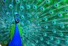Revelan que en el mundo animal, los colores empezaron a desarrollarse hace 100 millones de años