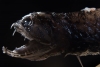 El temible pez que es capaz de camuflar sus dientes para atrapar presas