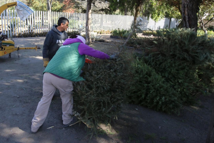 Ubica gobierno de Metepec 8 centros de acopio de árboles navideños para  seguir dando vida