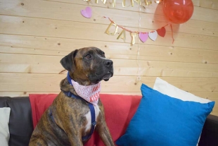 “Muy triste”: organizan fiesta de adopción para perrito y nadie asiste