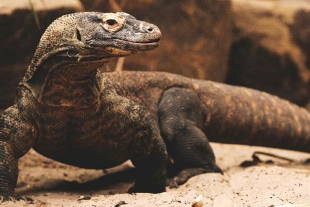 La hembra que trajo tres dragones de komodo sin necesidad de un macho