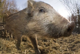 Los jabalíes alemanes son radioactivos y los científicos ya saben por qué