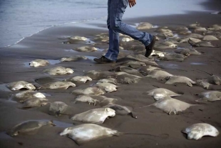 ¡De no creerse! En Sonora, mueren 300 mantarrayas por quitarles su aguijón