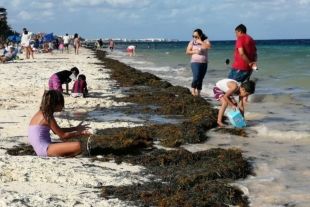 Le gana sargazo a turistas, autoridades y ciudadanos limpian playas de QR