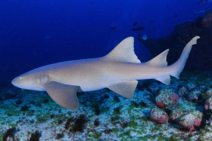 Mundo cruel; incautan en Brasil el mayor cargamento de aletas de tiburón en la historia