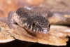 Nueva especie de lagarto terrestre es descubierto