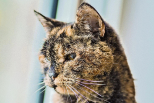 Flossie, la gatita viva más longeva del mundo, celebró 30 años de vida en Reino Unido; pese a problemas de vista y oído, sigue activa, curiosa y rodeada de cuidados.