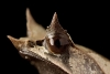 La rana cornuda malaya