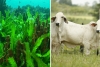 Algas por pastura; alimento podría reducir los contaminantes que emiten las vacas