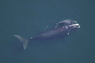 Encuentran otra ballena muerta en el río Támesis, Reino Unido