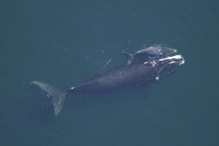 Encuentran otra ballena muerta en el río Támesis, Reino Unido