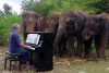 Pianista pide perdón a elefantes con música