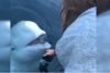 Tierna beluga devuelve celular a joven