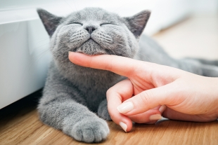 Día del Gato: importancia de proteger a las mascotas y cuidar nuestra salud