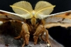 ¿Tarántulas gigantes con alas? Conoce la verdad detrás del insecto que atemorizó al internet
