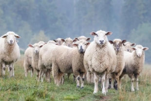 Misterio en China: Cientos de ovejas llevan semanas caminando en círculos y nadie sabe la razón