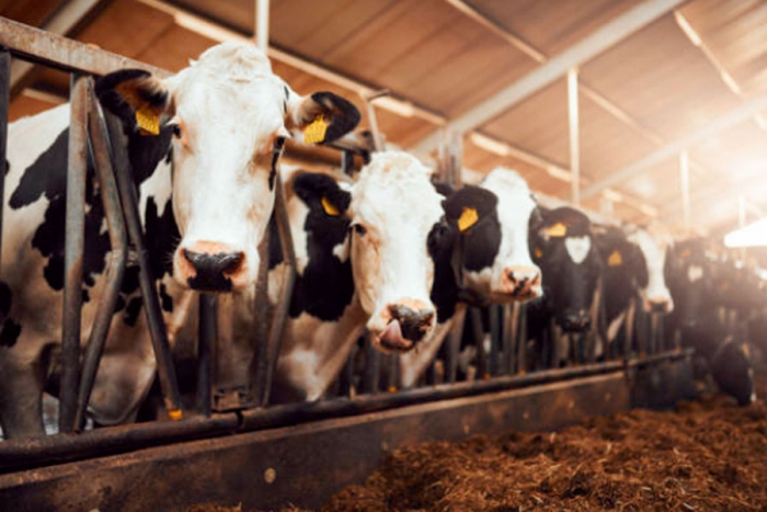 ¡Increíble! Granjeros enseñan a sus vacas a ir al baño para reducir la contaminación