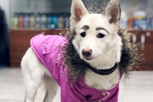 Rescatan a perrita con cejas