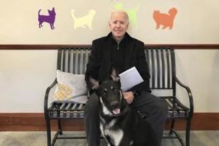“Major”, el primer perro rescatado que vivirá en la Casa Blanca tras el triunfo de Joe Biden