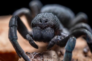 Araña embudo, el insecto que cambia de veneno según su estado de ánimo