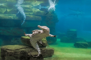 Dubái inaugura un nuevo parque de cocodrilos con más de 200 ejemplares