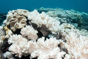 Los arrecifes se encuentran en más de un centenar de países