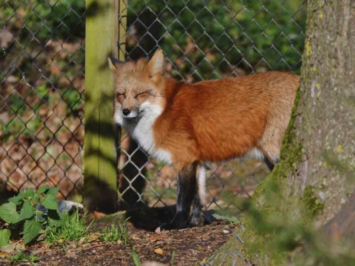 ¡Tragedia zoológica! Zorro salvaje mata más de 20 animales en Washington