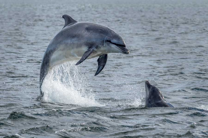 Estudio revela que los delfines poseen un clítoris similar al de las mujeres