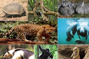 Especies endémicas amenazadas ante cambio climático