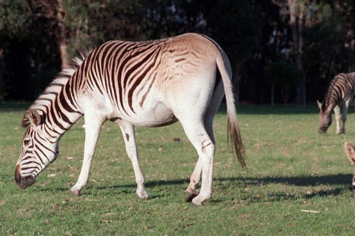 Quagga: la media cebra que podrá regresar a su hábitat natural