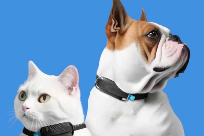 ¡Con IA! Así es el collar inteligente para mascotas que todos los dueños querrán comprar