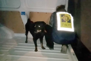Rescatan a 30 perros de un albergue en Azcapotzalco