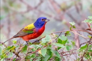 Ave multicolor es avistada en Washington y sorprende a aficionados a la ornitología