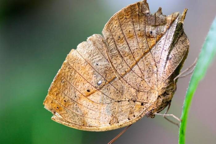 La impresionante mariposa hoja seca