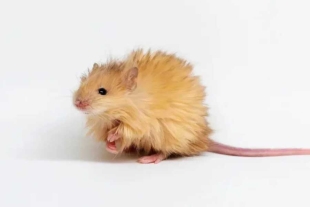 Estos “ratones lanudos” fueron desarrollados para probar una hipótesis