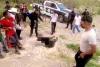 Vinculan a proceso a 5 policías y a dos civiles que mataron a un oso negro en Coahuila