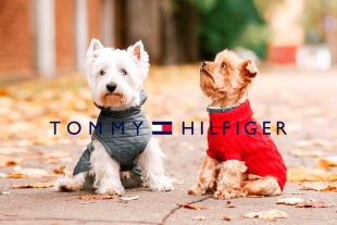 ¡Colección perrona! Tommy Hilfiger lanzará línea de ropa y accesorios para mascotas