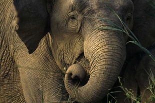 ¡Tienes que verlo! Elefantes del San Diego Zoo hacen “círculo” para proteger a los más pequeños durante sismo