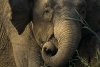 ¡Tienes que verlo! Elefantes del San Diego Zoo hacen “círculo” para proteger a los más pequeños durante sismo