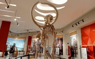 “Nochipa”: conoce el significado del nombre que tendrá el esqueleto de mamut hallado en el AIFA