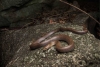 ¡Increíble! Descubren en Tailandia una serpiente capaz de escalar montañas con sus colmillos